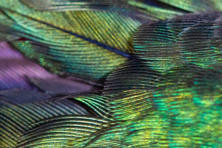 rolls-royce-phantom-hummingbird-abalone-marquetry-gallery-15